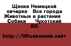 Щенки Немецкой овчарки - Все города Животные и растения » Собаки   . Чукотский АО